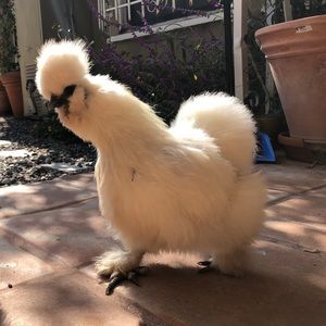 Meet your Posher, Thomas